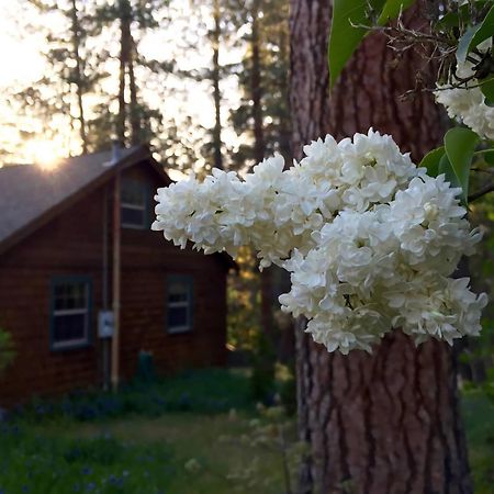 Ahwahnee-Be Vintage Cabin - Walk To Town! Villa Idyllwild Exterior photo