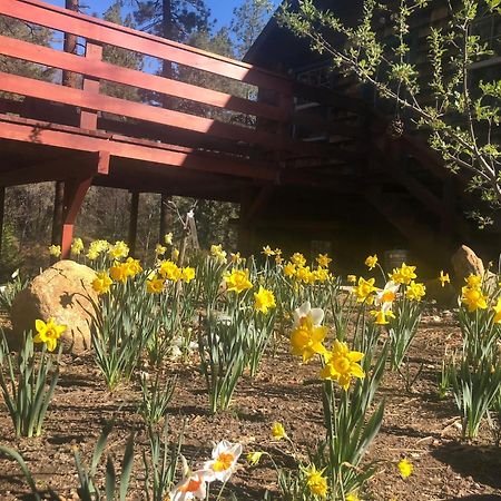 Ahwahnee-Be Vintage Cabin - Walk To Town! Idyllwild Exterior photo