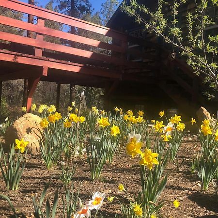 Ahwahnee-Be Vintage Cabin - Walk To Town! Villa Idyllwild Exterior photo