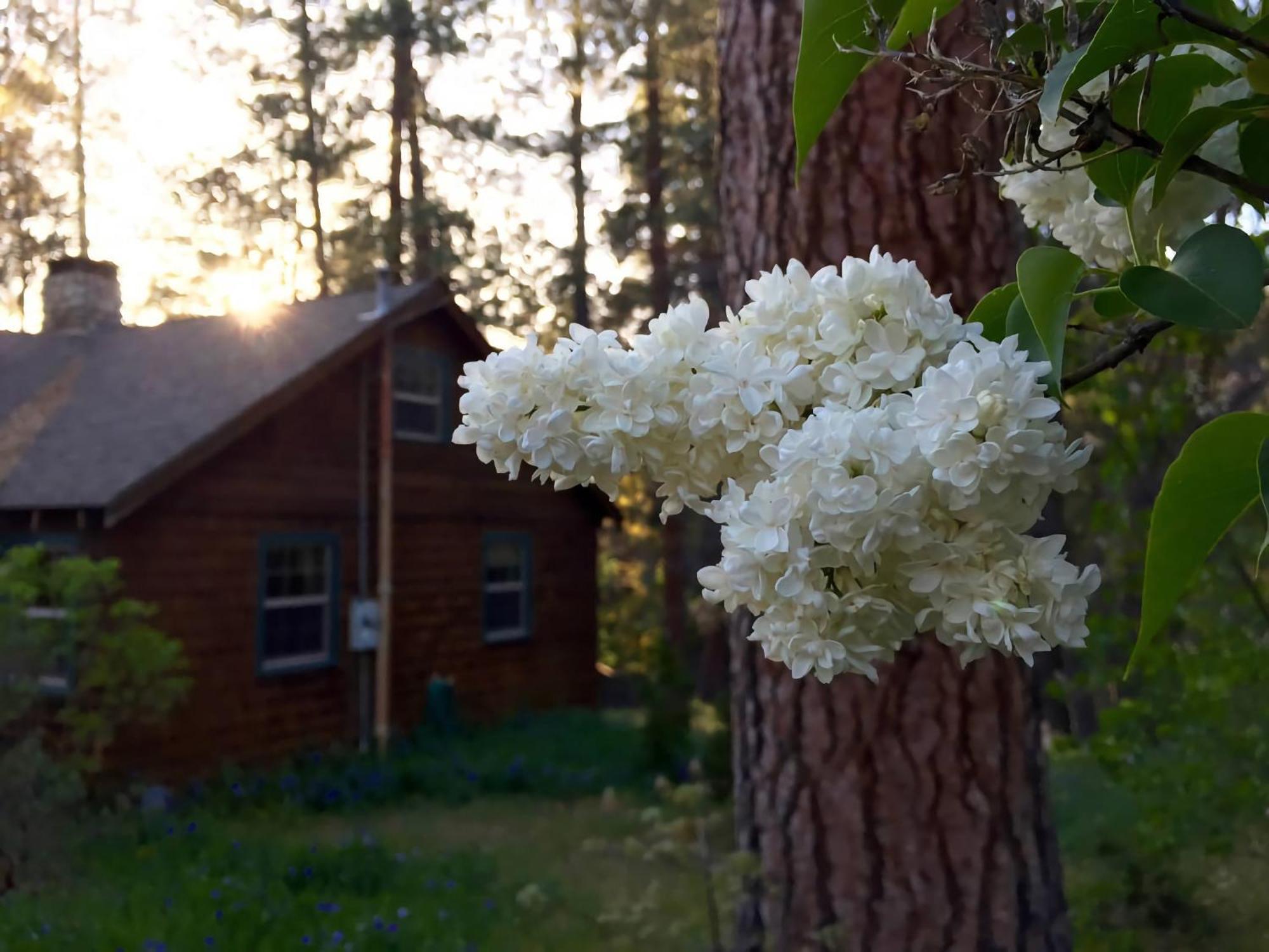 Ahwahnee-Be Vintage Cabin - Walk To Town! Villa Idyllwild Exterior photo