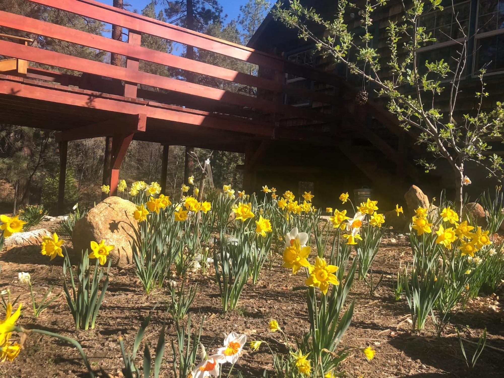 Ahwahnee-Be Vintage Cabin - Walk To Town! Idyllwild Exterior photo